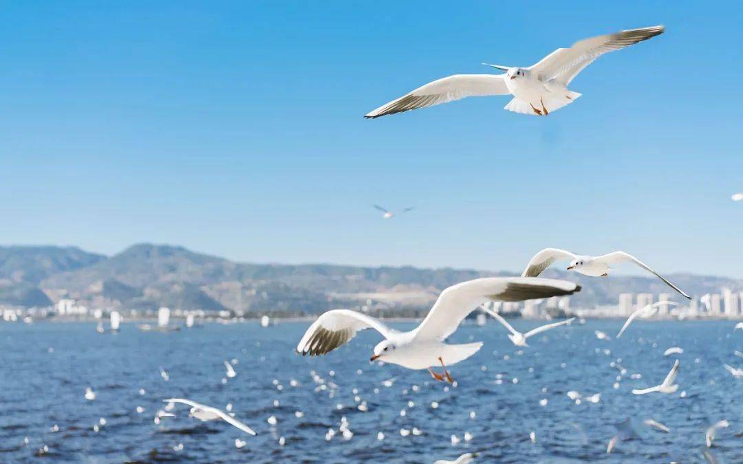  布莱顿海鸥展翅翱翔圣詹姆斯公园掠走胜利